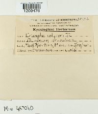 Erysiphe polygoni image