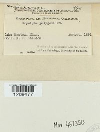 Erysiphe polygoni image