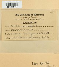 Erysiphe polygoni image