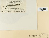 Erysiphe polygoni image