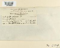 Erysiphe polygoni image