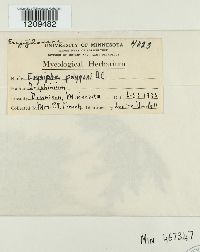 Erysiphe polygoni image