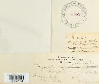 Erysiphe polygoni image