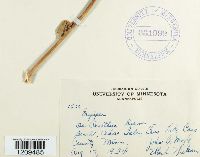 Erysiphe polygoni image