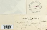 Erysiphe polygoni image