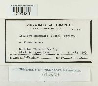 thumbnail image of current specimen