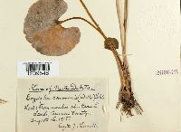 Erysiphe cruciferarum image