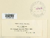 Erysiphe cruciferarum image