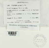 Blumeria graminis image