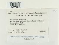 Blumeria graminis image