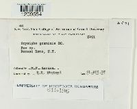 Blumeria graminis image