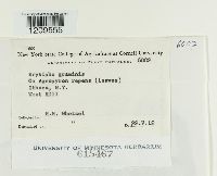 Thumbnail image of current specimen