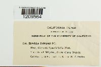 Erysiphe polygoni image