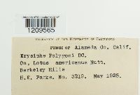 Erysiphe polygoni image