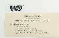 Erysiphe polygoni image