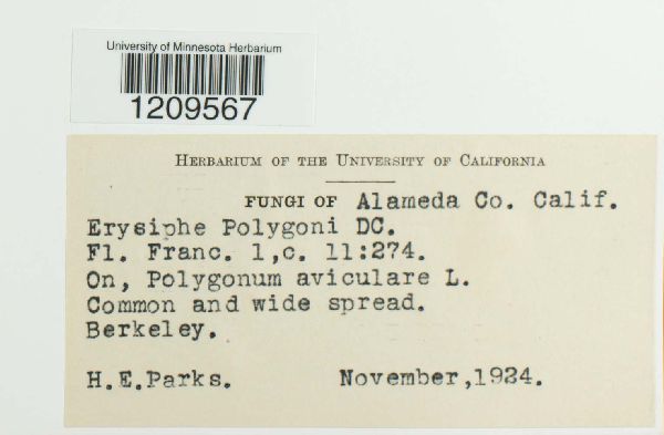 Erysiphe polygoni image