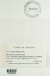 Erysiphe polygoni image