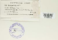 Erysiphe polygoni image