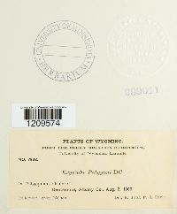 Erysiphe polygoni image