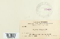 Erysiphe polygoni image