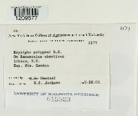 Erysiphe polygoni image