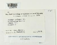 Erysiphe polygoni image