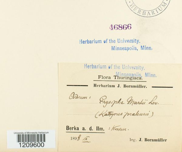 Erysiphe martii image