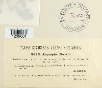 Erysiphe martii image