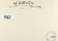 Erysiphe martii image