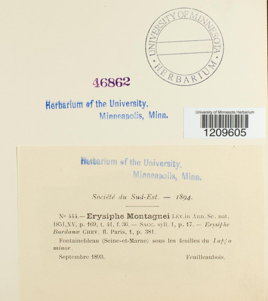 Erysiphe montagnei image