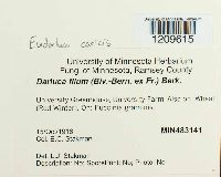 Eudarluca caricis image