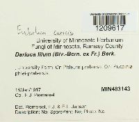 Eudarluca caricis image