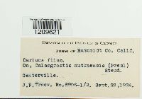 Eudarluca caricis image