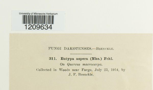 Eutypa aspera image