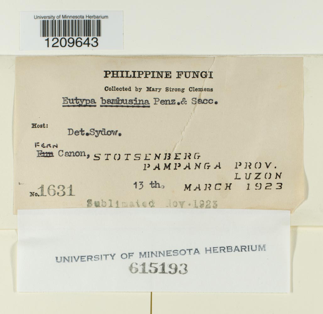 Eutypa bambusina image