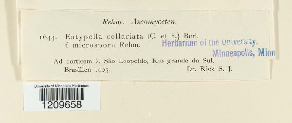 Eutypella collariata image