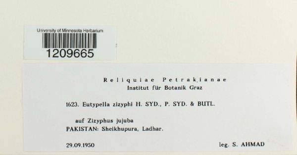 Eutypella zizyphi image