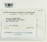 Taphrina pruni image