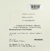 Taphrina pruni image