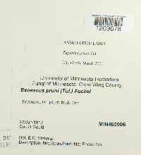 Taphrina pruni image