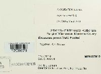 Taphrina pruni image