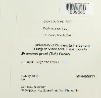 Taphrina pruni image