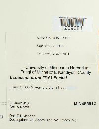 Taphrina pruni image