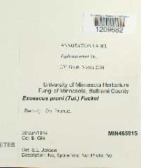 Taphrina pruni image