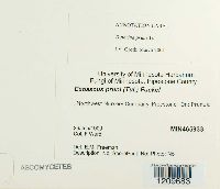 Taphrina pruni image