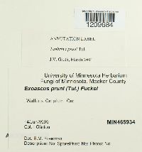 Taphrina pruni image