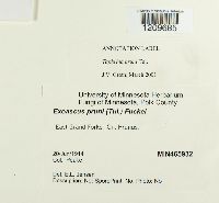 Taphrina pruni image