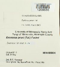 Taphrina pruni image