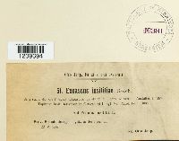 Taphrina pruni image