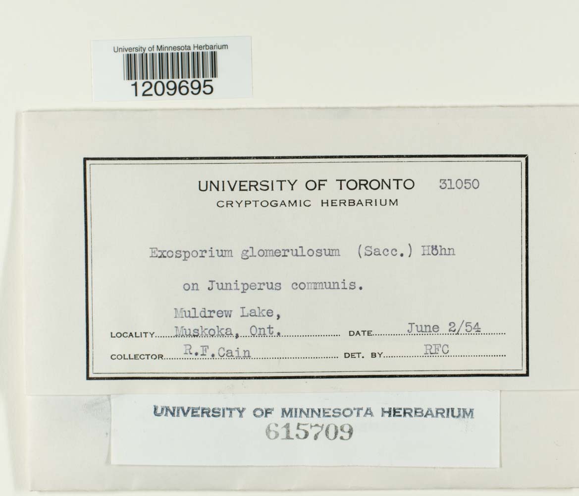 Exosporium image